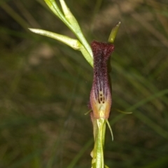 Cryptostylis hunteriana (Leafless Tongue Orchid) at Sanctuary Point, NSW - 6 Jan 2012 by AlanS