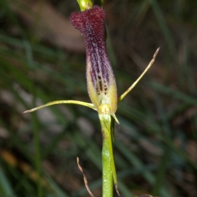 Cryptostylis hunteriana (Leafless Tongue Orchid) at Sanctuary Point, NSW - 11 Jan 2012 by AlanS