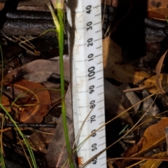 Cryptostylis hunteriana (Leafless Tongue Orchid) at Tomerong, NSW - 25 Dec 2015 by AlanS