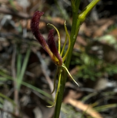 Cryptostylis hunteriana (Leafless Tongue Orchid) at Tomerong, NSW - 11 Jan 2012 by AlanS