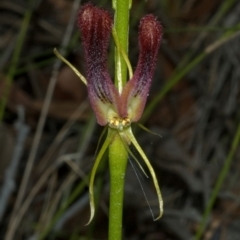 Cryptostylis hunteriana (Leafless Tongue Orchid) at Tomerong, NSW - 8 Jan 2012 by AlanS