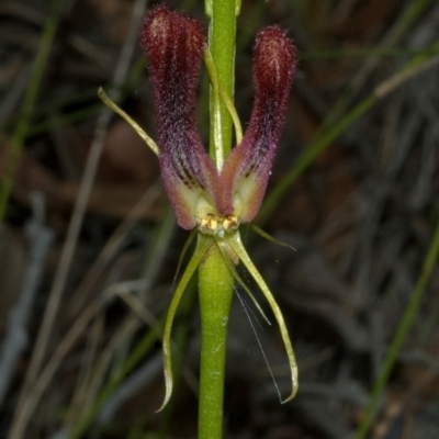 Cryptostylis hunteriana (Leafless Tongue Orchid) at Tomerong, NSW - 9 Jan 2012 by AlanS