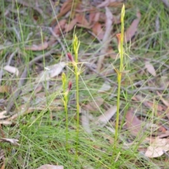 Cryptostylis hunteriana (Leafless Tongue Orchid) at Vincentia, NSW - 19 Dec 2013 by AlanS