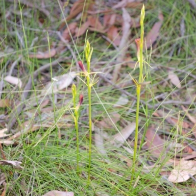 Cryptostylis hunteriana (Leafless Tongue Orchid) at Vincentia, NSW - 19 Dec 2013 by AlanS