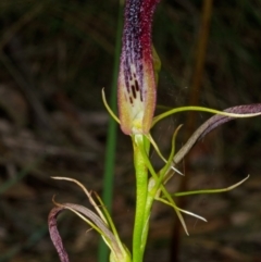 Cryptostylis hunteriana (Leafless Tongue Orchid) at Vincentia, NSW - 28 Jan 2016 by AlanS