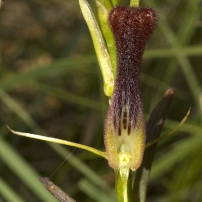 Cryptostylis hunteriana (Leafless Tongue Orchid) at Vincentia, NSW - 27 Dec 2008 by AlanS