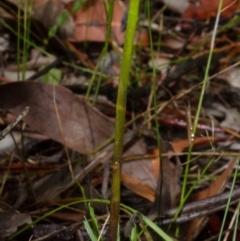 Cryptostylis hunteriana (Leafless Tongue Orchid) at Tomerong, NSW - 17 Nov 2013 by AlanS