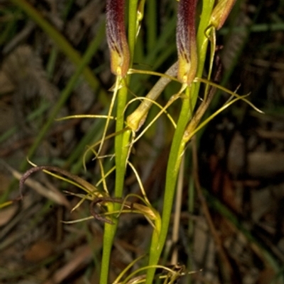 Cryptostylis hunteriana (Leafless Tongue Orchid) at Worrowing Heights, NSW - 12 Dec 2009 by AlanS