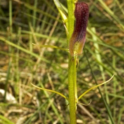 Cryptostylis hunteriana (Leafless Tongue Orchid) at Vincentia, NSW - 18 Dec 2008 by AlanS