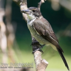 Cracticus torquatus (Grey Butcherbird) at Ulladulla, NSW - 14 Feb 2019 by CharlesDove