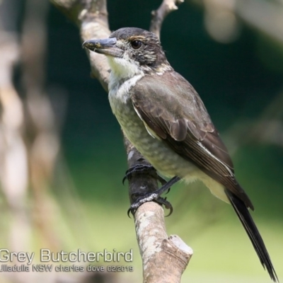 Cracticus torquatus (Grey Butcherbird) at Ulladulla, NSW - 14 Feb 2019 by CharlesDove