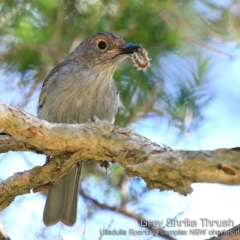 Colluricincla harmonica (Grey Shrikethrush) at Ulladulla, NSW - 13 Feb 2019 by CharlesDove