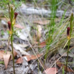 Cryptostylis hunteriana (Leafless Tongue Orchid) at Vincentia, NSW - 19 Nov 2016 by AlanS