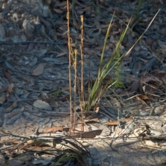 Cryptostylis hunteriana (Leafless Tongue Orchid) at Tomerong, NSW - 20 Jun 2011 by AlanS