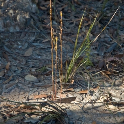 Cryptostylis hunteriana (Leafless Tongue Orchid) at Tomerong, NSW - 20 Jun 2011 by AlanS