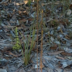 Cryptostylis hunteriana (Leafless Tongue Orchid) at Tomerong, NSW - 18 Jun 2011 by AlanS