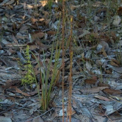 Cryptostylis hunteriana (Leafless Tongue Orchid) at Tomerong, NSW - 18 Jun 2011 by AlanS