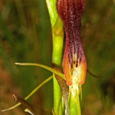 Cryptostylis hunteriana (Leafless Tongue Orchid) at Worrowing Heights, NSW - 3 Dec 2007 by AlanS