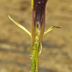 Cryptostylis hunteriana (Leafless Tongue Orchid) at Yerriyong, NSW - 29 Dec 2008 by AlanS