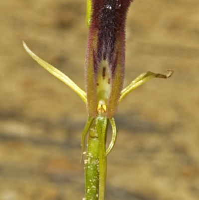 Cryptostylis hunteriana (Leafless Tongue Orchid) at Yerriyong, NSW - 30 Dec 2008 by AlanS