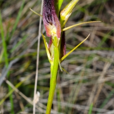 Cryptostylis hunteriana (Leafless Tongue Orchid) at Vincentia, NSW - 11 Dec 2013 by AlanS