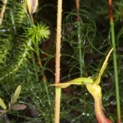 Cryptostylis subulata (Cow Orchid) at Twelve Mile Peg, NSW - 25 Nov 2005 by AlanS