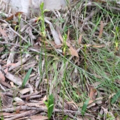 Cryptostylis subulata (Cow Orchid) at Sanctuary Point, NSW - 6 Nov 2015 by AlanS