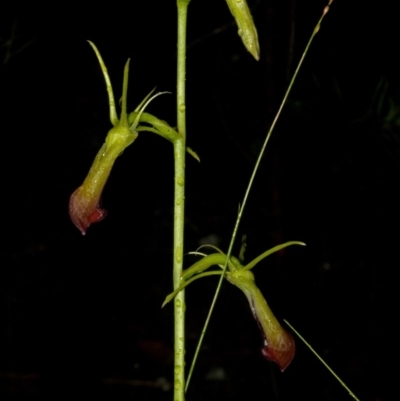 Cryptostylis subulata (Cow Orchid) at Budgong, NSW - 26 Dec 2010 by AlanS