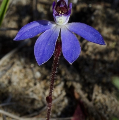 Cyanicula caerulea (Blue Fingers, Blue Fairies) at West Nowra, NSW - 14 Aug 2012 by AlanS