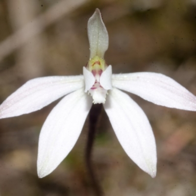 Caladenia fuscata (Dusky Fingers) at Longreach, NSW - 29 Aug 2016 by AlanS