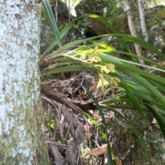 Cymbidium suave (Snake Orchid) at Budgong, NSW - 12 Nov 2017 by AlanS