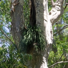 Cymbidium suave (Snake Orchid) at East Lynne, NSW - 18 Dec 2013 by AlanS