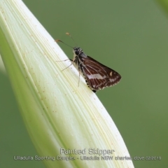 Hesperilla picta (Painted Skipper) at Ulladulla, NSW - 12 Feb 2019 by Charles Dove