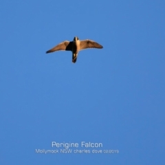 Falco peregrinus (Peregrine Falcon) at Mollymook, NSW - 12 Feb 2019 by CharlesDove