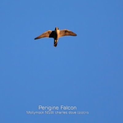 Falco peregrinus (Peregrine Falcon) at Mollymook, NSW - 12 Feb 2019 by CharlesDove