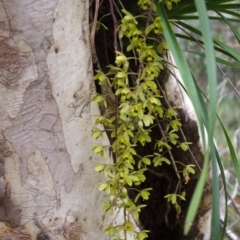 Cymbidium suave (Snake Orchid) at Sanctuary Point, NSW - 22 Nov 2016 by AlanS