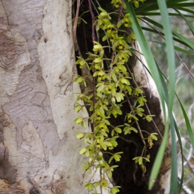 Cymbidium suave (Snake Orchid) at Sanctuary Point, NSW - 23 Nov 2016 by AlanS