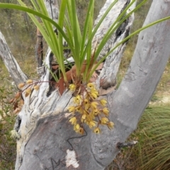 Cymbidium suave (Snake Orchid) at Yerriyong, NSW - 13 Nov 2017 by AlanS