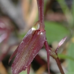 Cyrtostylis reniformis (Common Gnat Orchid) at Yerriyong, NSW - 17 Jun 2005 by AlanS