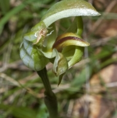 Pterostylis curta (Blunt Greenhood) at Sussex Inlet, NSW - 12 Aug 2008 by AlanS