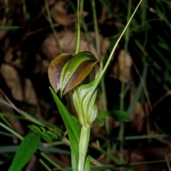 Pterostylis grandiflora (Cobra Greenhood) at Comberton, NSW - 30 May 2015 by AlanS