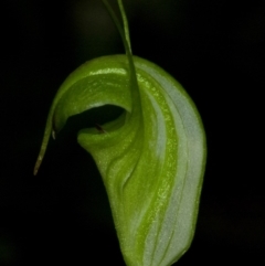 Diplodium alveatum (ACT) = Pterostylis alveata (NSW) (Coastal Greenhood) at Budgong, NSW - 8 Apr 2011 by AlanS