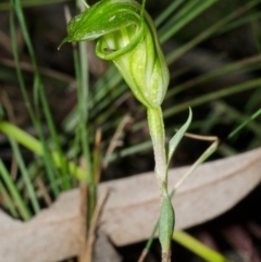 Pterostylis alveata (Coastal Greenhood) at Yalwal, NSW - 3 Apr 2016 by AlanS