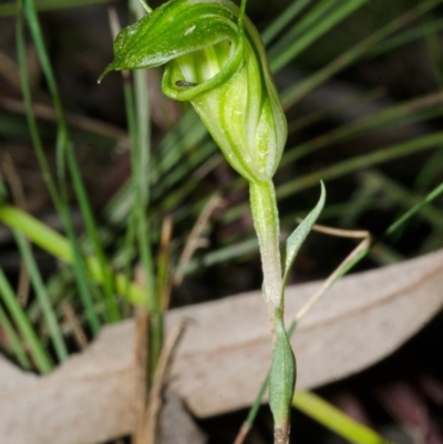 Diplodium alveatum (ACT) = Pterostylis alveata (NSW) (Coastal Greenhood) at Yalwal, NSW - 4 Apr 2016 by AlanS