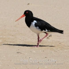 Haematopus longirostris (Australian Pied Oystercatcher) at Ulladulla, NSW - 15 Feb 2019 by CharlesDove