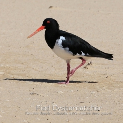 Haematopus longirostris (Australian Pied Oystercatcher) at Ulladulla, NSW - 15 Feb 2019 by CharlesDove