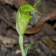 Diplodium alveatum (ACT) = Pterostylis alveata (NSW) (Coastal Greenhood) at Budgong, NSW - 17 Mar 2013 by AlanS