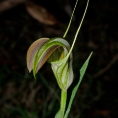 Pterostylis grandiflora (Cobra Greenhood) at Yerriyong, NSW - 21 Apr 2012 by AlanS