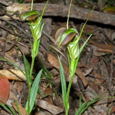 Pterostylis grandiflora (Cobra Greenhood) at Yalwal, NSW - 17 May 2013 by AlanS