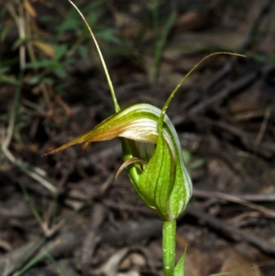 Pterostylis longipetala (Small Autumn-greenhood) at Yalwal, NSW - 4 Apr 2016 by AlanS